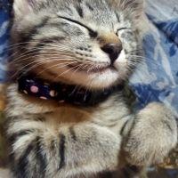 まあちゃん( =^ω^) 会員画像