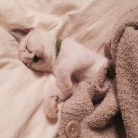 ねむねこ831 会員画像