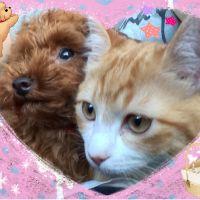 わんにゃんにゃん 会員画像