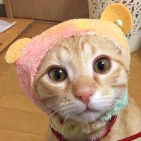 ピコラー 会員画像