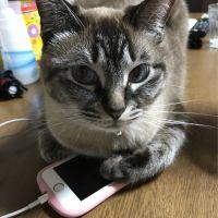 shizk! 会員画像