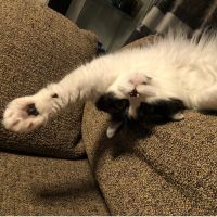 ねこねこすきねこ 会員画像