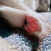 黒ぱんだ 会員画像