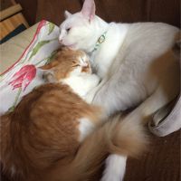 きなこもちぽてと 会員画像