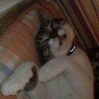 @ねこまっしぐら 会員画像