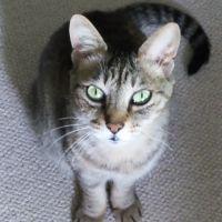 ぽっぽみー 会員画像