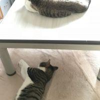 ひかるん。 会員画像
