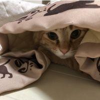 さや猫 会員画像