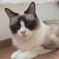 ちよめ 会員画像