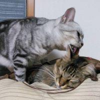 のあこ 会員画像