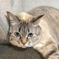nacha 会員画像