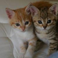 OPUSCAT 会員画像