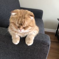 パレス 会員画像