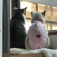 あんころんさん
