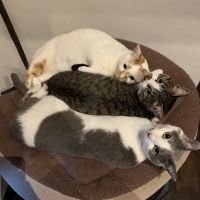たまてん 会員画像