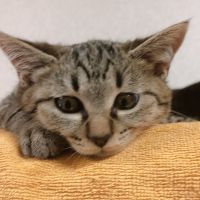 もんちんぐ 会員画像