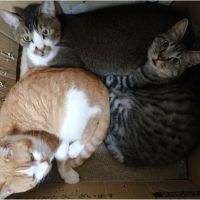 イチマ 会員画像