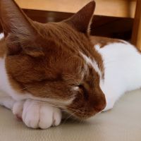 会員画像