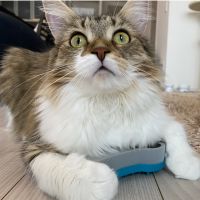 にゃっちん 会員画像