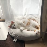 てちゅこ 会員画像