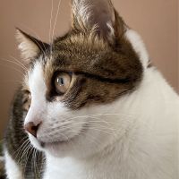 こてつ0852 会員画像