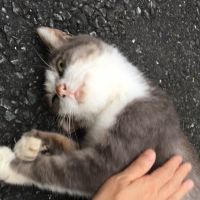 ポコペコさん