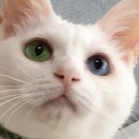 Pポン酢 会員画像