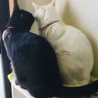 K@myk 会員画像