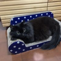 ネロコ 会員画像