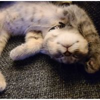 熊本猫歩き 会員画像