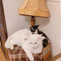 Kikumimu 会員画像