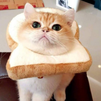 bijindoll 会員画像