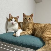 ティーウメ 会員画像