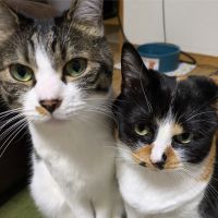 夕日がきれい 会員画像