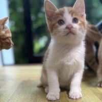 kimikane 会員画像