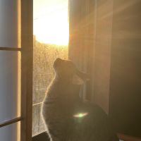 コハルの日記 会員画像