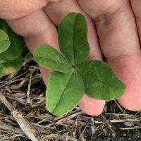 ジェネシックさん