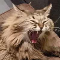 もっつちゃんねるさん