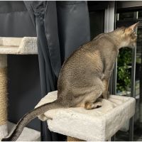 アカマツさん