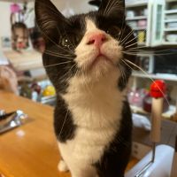 テラダモモさん