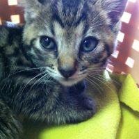 Sakurairakusa 会員画像