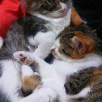 紅シャケ 会員画像