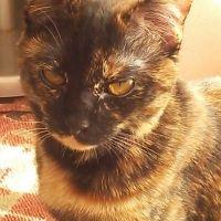 黒猫キキ 会員画像