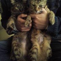 すずりんとーちゃん