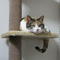 momopy1958さん