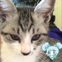 すいそ 会員画像