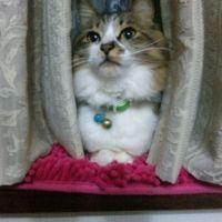 とまとねこ 会員画像