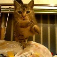 マーコ 会員画像