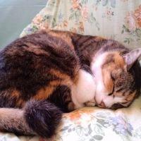 ぁや。 会員画像