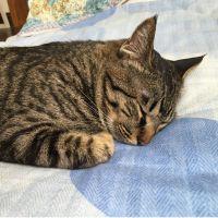 ちびかつお 会員画像